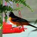 Dinner time for the Oriole