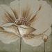 haw[24] - poppy