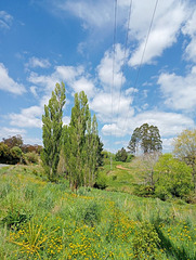 Spring Pasture.