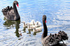 Family Of Swans