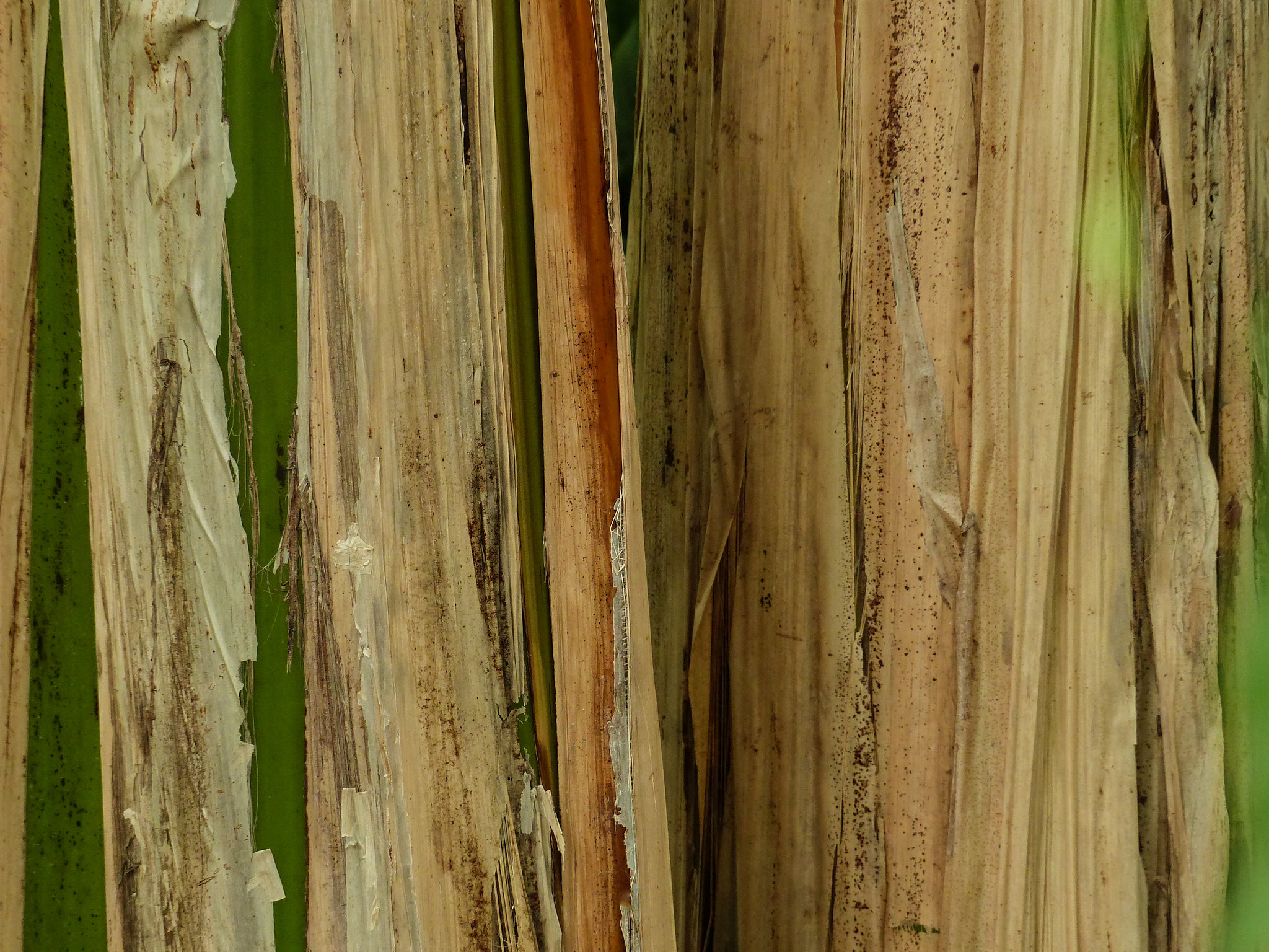 Banana Tree trunks