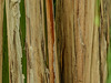 Banana Tree trunks