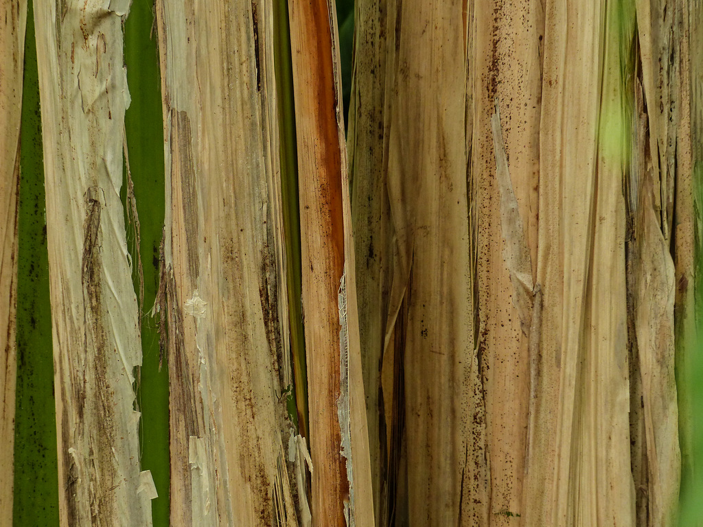Banana Tree trunks