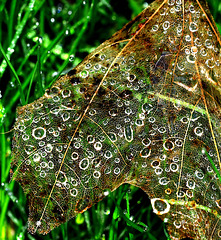 Raindropped Web