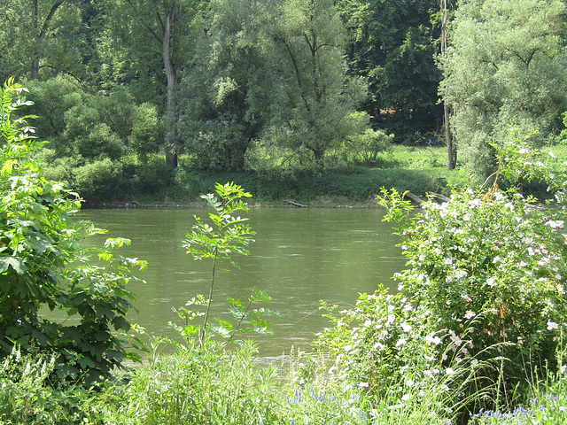 die Donau bei Weltenburg