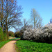 DE - Weilerswist - Springtime