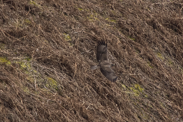 Buzzard over dead Bracken