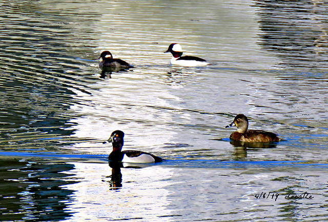 Two diving ducks: top - Buffleheads, bottom: Ringnecks