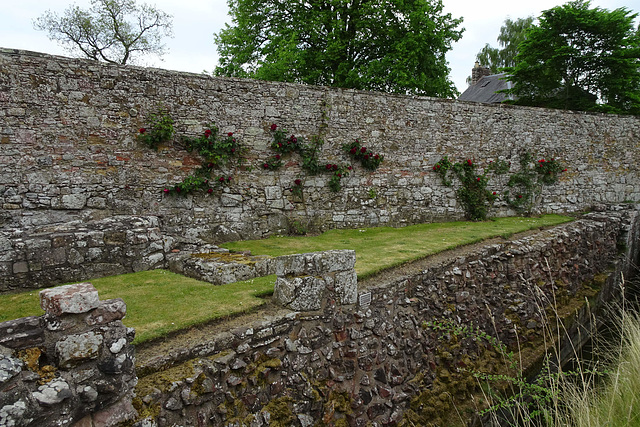 Roses On The Walls Of Melrose Abbey Grounds