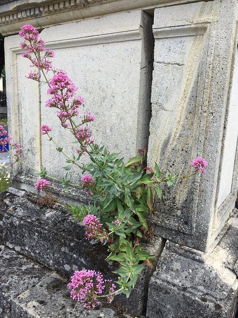 cemetery wild flowers