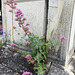 cemetery wild flowers