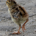 Red-Legged Partridge chick