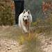 20211111 -21  Lozère (13)