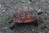 African leopard-turtle.