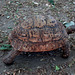 African leopard-turtle.