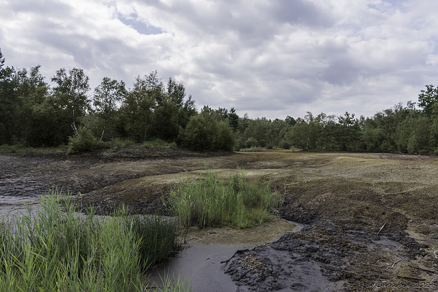 im Naturschutzgebiet Soos ... P.i.P. (© Buelipix)