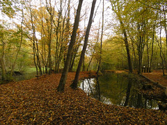 Forêt d'Eschau