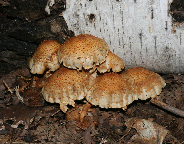 champignon-- mushroom