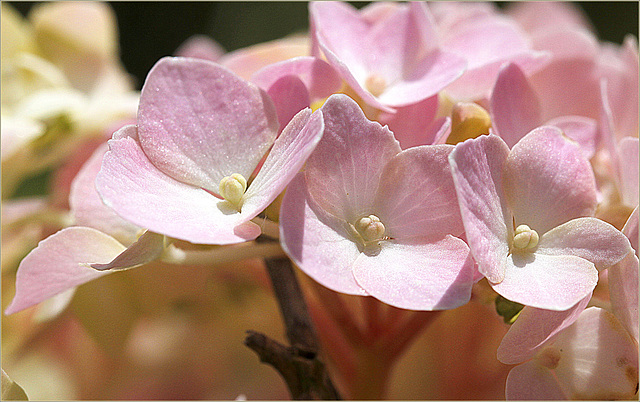 Rose tendre