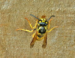 Wasp. Vespula vulgaris