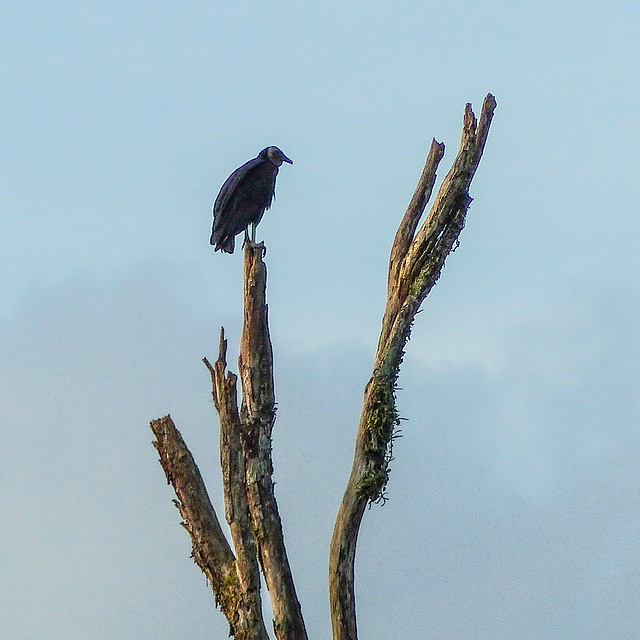 Black Vulture, Nariva Swamp afternoon, Trinidad