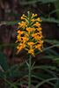 Platanthera cristata (Crested Fringed orchid)