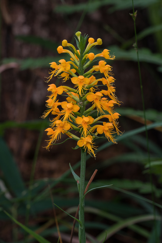 Platanthera cristata (Crested Fringed orchid)