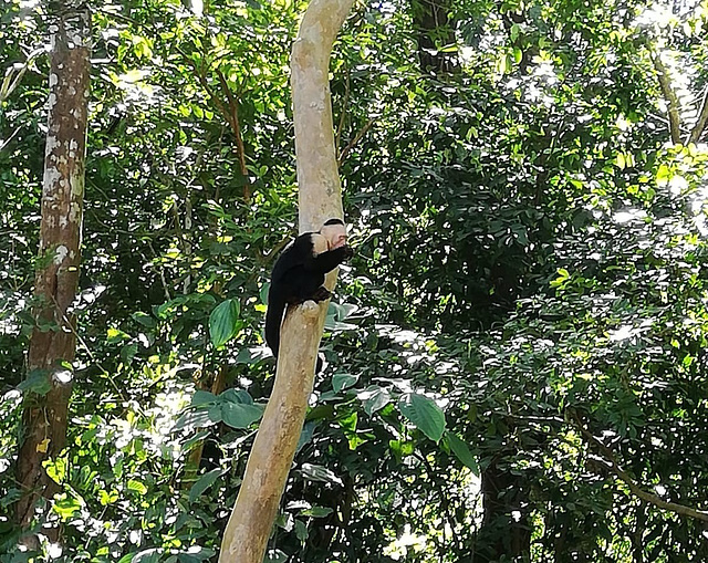 Costa Rica  : singe capucin à tête blanche