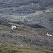 Mountain Hares