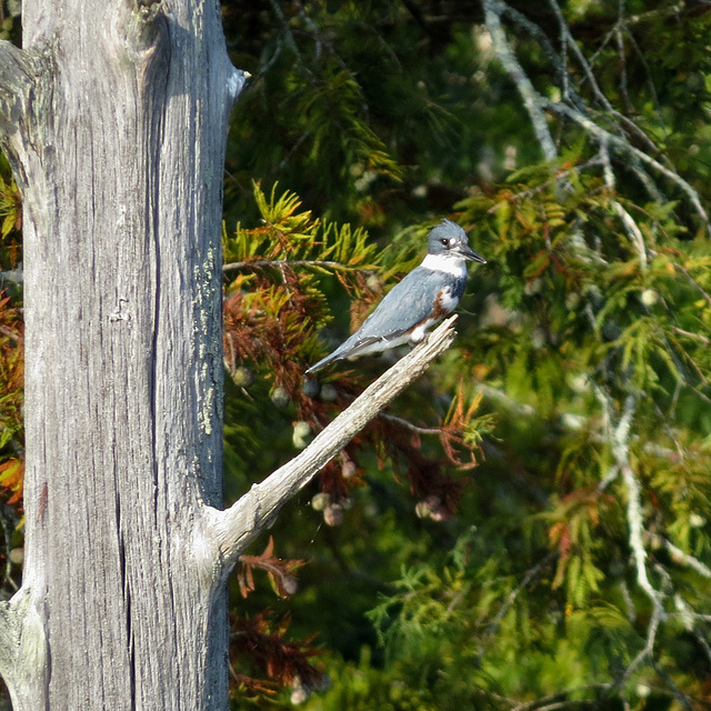 Belted kingfisher