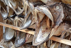 Norway, Lofoten Islands, Dried Cod Heads