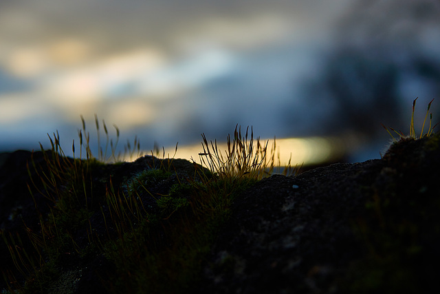 Little Mossy Sunset