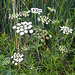 Highly poisonous Water-hemlock.