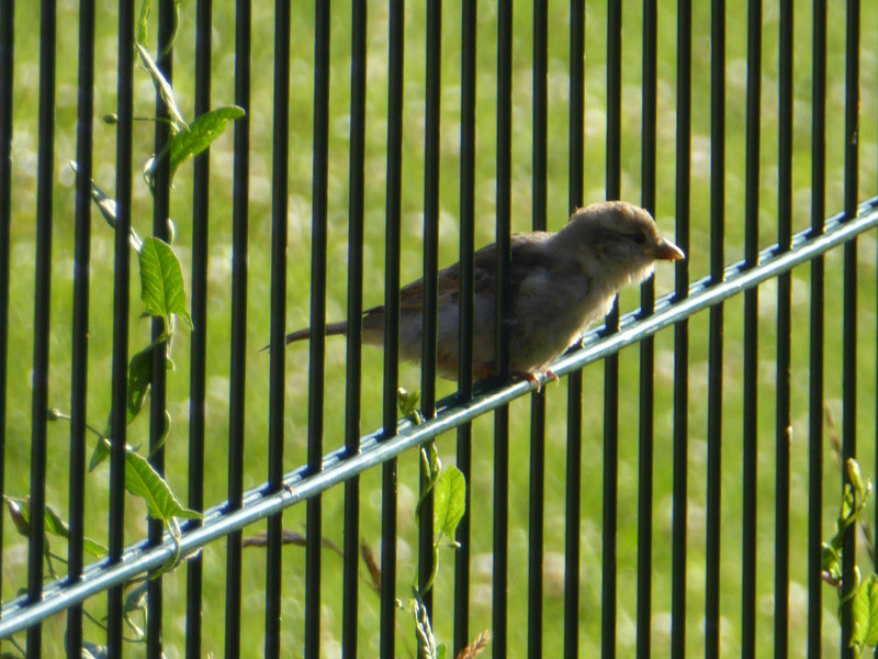 Vogelfrei