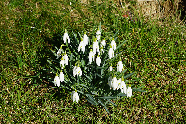 Schneeglöckchen im Sonnenschein