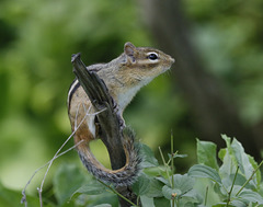 Tamia rayé / chipmunk