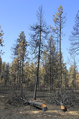 Burned Trees