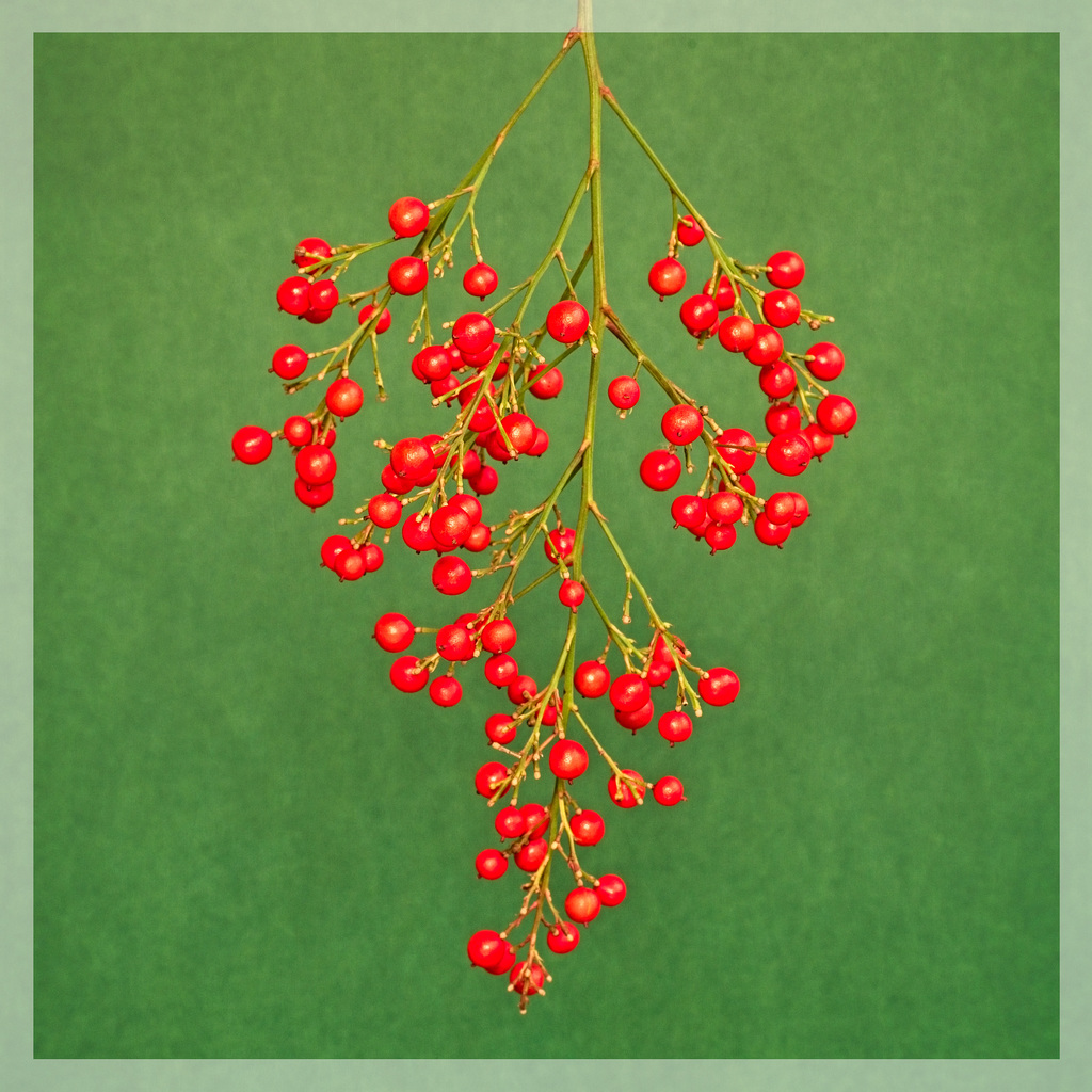 Red Berries