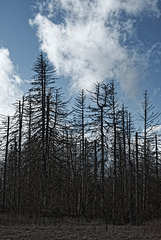 20250330_Wanderung Elbingerode