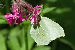 Brimstone Butterfly