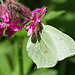 Brimstone Butterfly