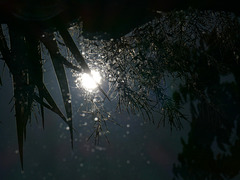 Reflection in my mother's garden pond.