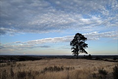 Penedos, Lonely Eucalyptus
