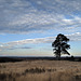Penedos, Lonely Eucalyptus