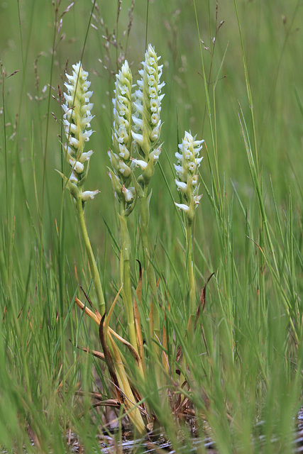 Spiranthes romanzoffiana