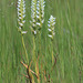 Spiranthes romanzoffiana