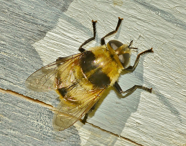 Hover Fly. Volucella