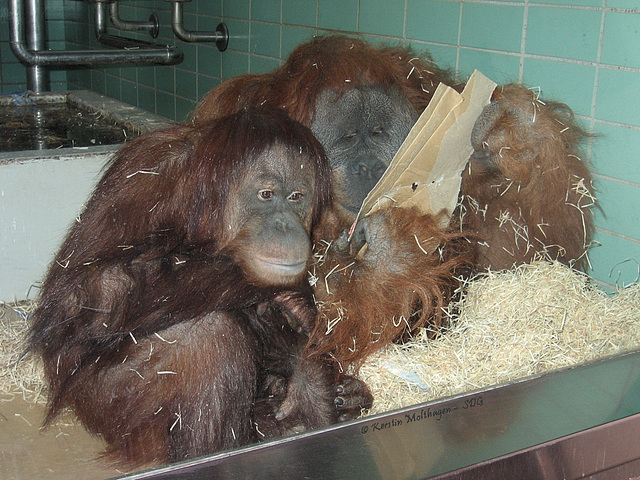 Papiertütenlesen bei Orangs (Wilhelma)