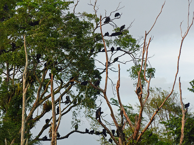 Black Vultures, Nariva Swamp afternoon, Trinidad