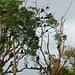 Black Vultures, Nariva Swamp afternoon, Trinidad